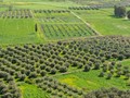 Χάνεται η επιδότηση στα Βιολογικά